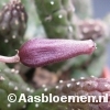 Echidnopsis squamulata - STEK 