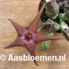 Stapelia flavopurpurea x Stapelia schinzii (hybride) - STEK 