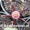 Duvalia pubescens - IB11896 - Addo - JIL224 - STEK 