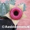Huernia insigniflora hybride - ES2315 - Rood met streep-STEK 