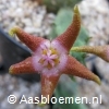 Stapelia flavopurpurea - roodachtige compacte bloem - STEK 