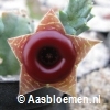 Huernia insigniflora - PVB 6596 - Bosluiskloof - STEK 