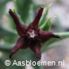 Angolluma baldratii ssp. somalensis - STEK 