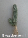Hoodia hybride - 10+ cm - 2 stammen - PLANT 