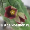 Echidnopsis cereiformis f. brunnea - STEK 