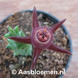 Duvalia pubescens - STEK