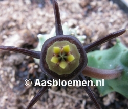 Duvalia caespitosa (Nonna) - IB08906 - STEK