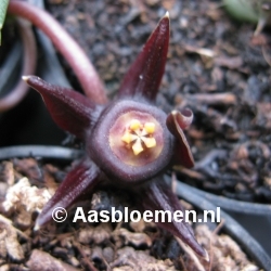 Duvalia caespitosa - IB14862 - STEK