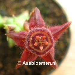 Duvalia caespitosa - IB7445 - STEK