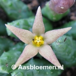 Piaranthus globosus - Vorm 14 - STEK