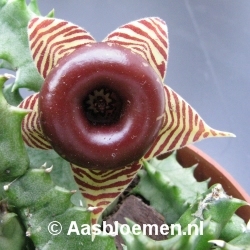 Huernia zebrina - Vorm 2 - STEK