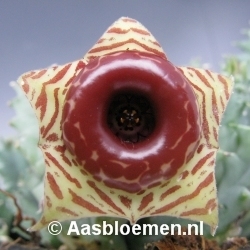 Huernia zebrina - Vorm 1 - STEK