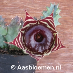 Huernia zebrina ssp. magniflora - Vorm 7 - STEK