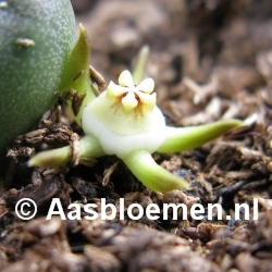 Duvalia parviflora - STEK