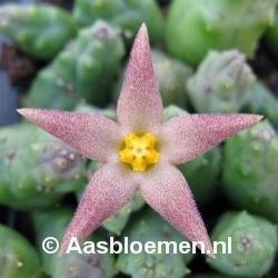 Piaranthus geminatus - Vorm 2 - STEK