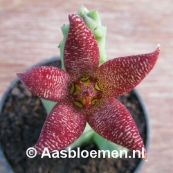 Piaranthus geminatus - Vorm 3 - STEK
