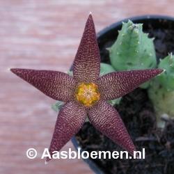 Piaranthus geminatus - Vorm 5 - STEK