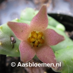 Piaranthus foetidus - Vorm 9 - STEK