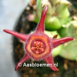 Duvalia caespitosa - STEK