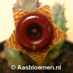 Huernia zebrina - Vorm 4 - STEK