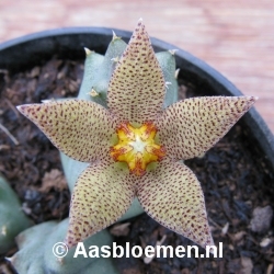 Piaranthus geminatus - Vorm 4 - STEK