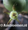 Duvalia parviflora (Oudtshoorn, Zuid-Afrika) - STEK 