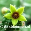 Echidnopsis scutellata - STEK 