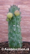 Echidnopsis cereiformis cv. flovoflora - STEK 